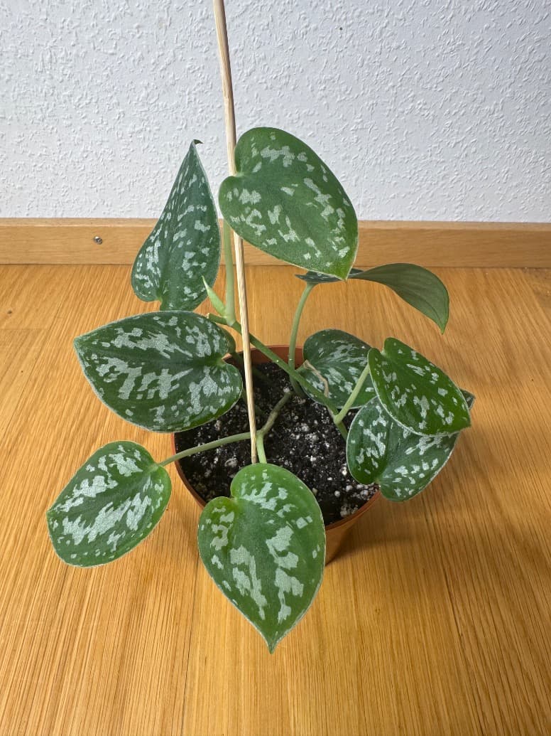 Scindapsus Pictus Argyraeus