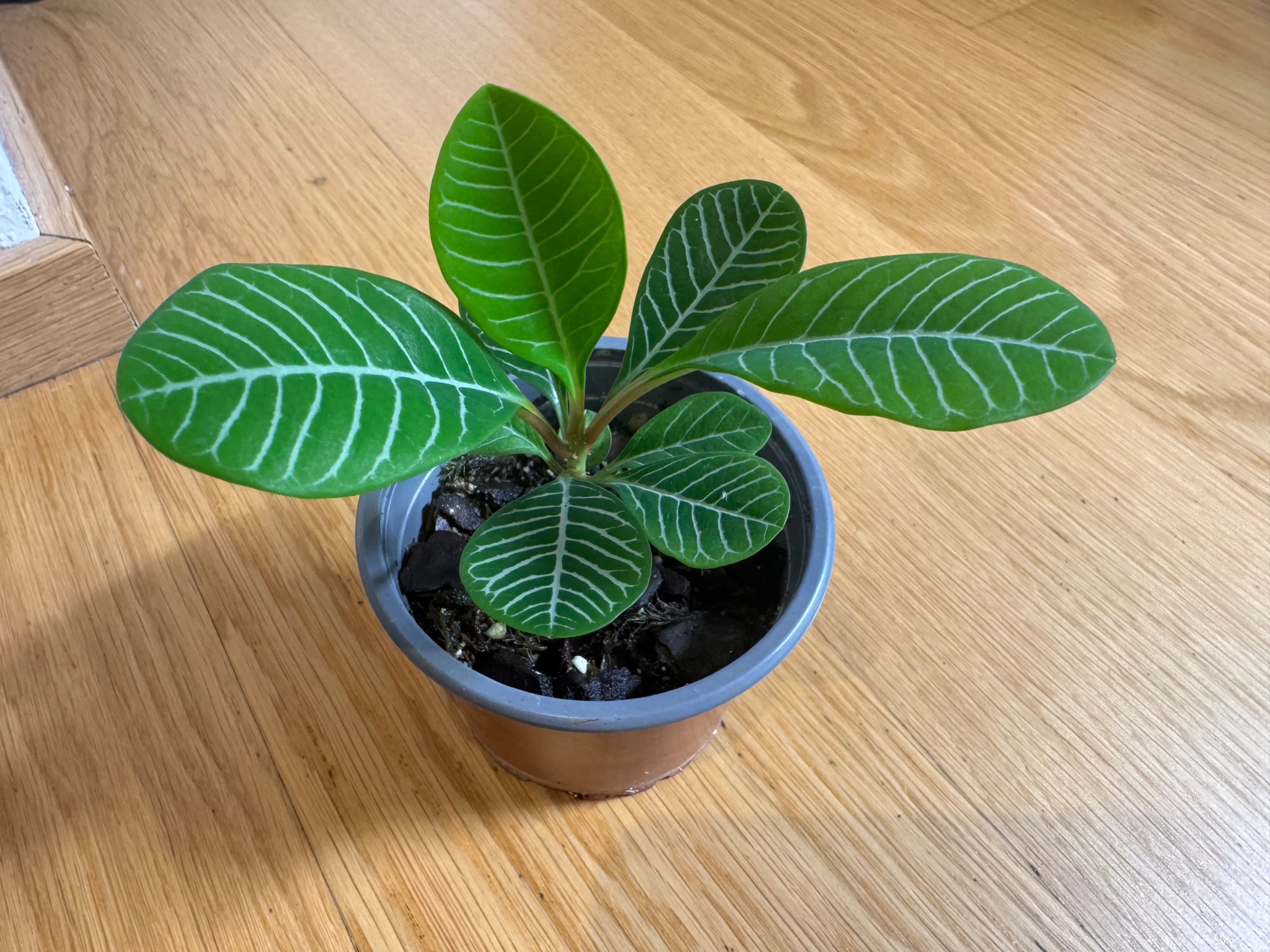 Madagaskar-Juwel/Spuckpalme