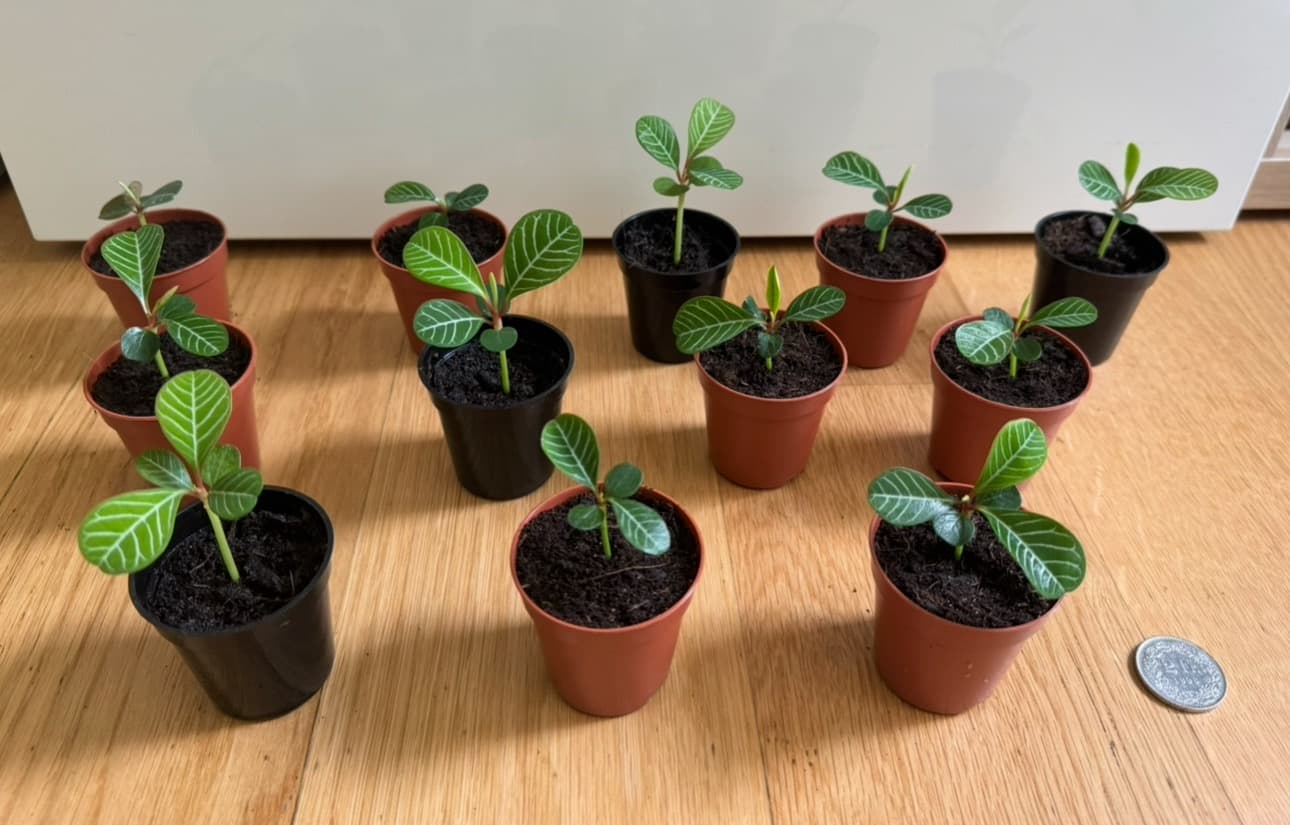 Spuckpalmenpflänzchen